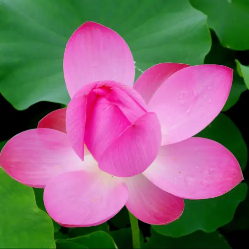flowers-1525452-1280-e1582553786527-500x500-1